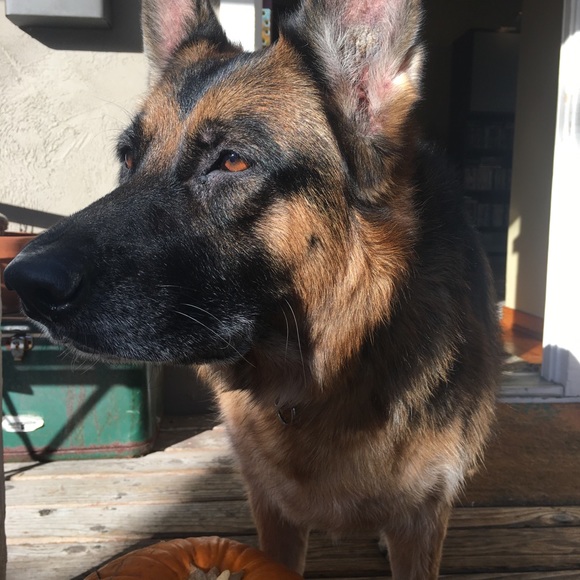 Meet your Posher, Bailey - Picture 4 of 8